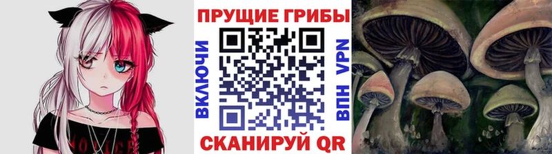 Псилоцибиновые грибы Psilocybine cubensis Красково